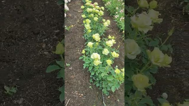 Цветение спрей роз. смотреть онлайн