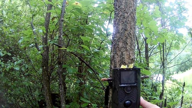 Медведь на приваде разрывает бочку. Охота и рыбалка на Дальнем Востоке. смотреть онлайн