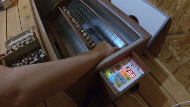 Закладываем яйцо в инкубатор // Обзор инкубатора БЛИЦ 72 цифровой // Разведение перепелов смотреть онлайн