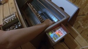 Закладываем яйцо в инкубатор // Обзор инкубатора БЛИЦ 72 цифровой // Разведение перепелов