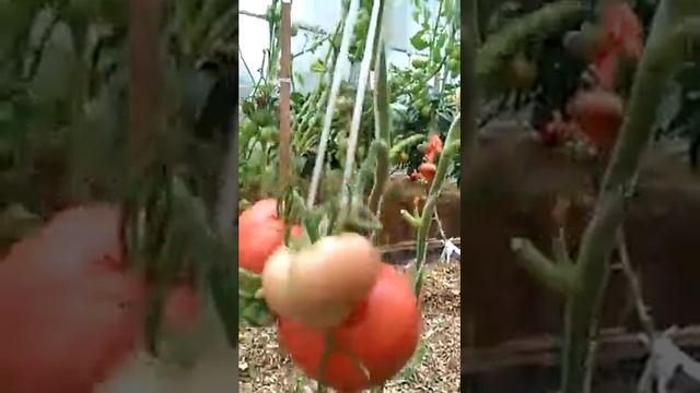 Сорт алтайская заря. смотреть онлайн