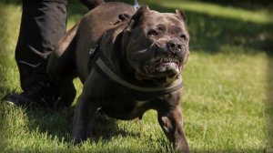 ПИТБУЛЬ ПРОТИВ ВОЛКА - КТО ПОБЕДИТ В НЕРАВНОЙ СХВАТКЕ? КТО СИЛЬНЕЕ?