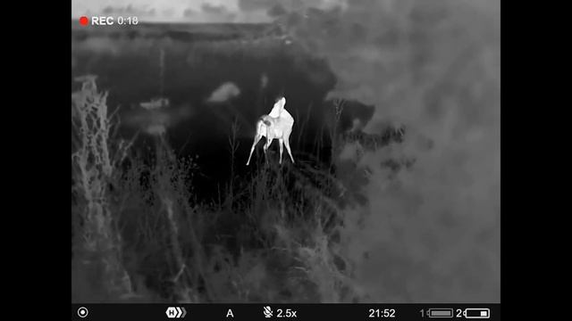 Are Thermal Binoculars any good for Deer Stalking - Pulsar Merger LRF XP50 Review смотреть онлайн