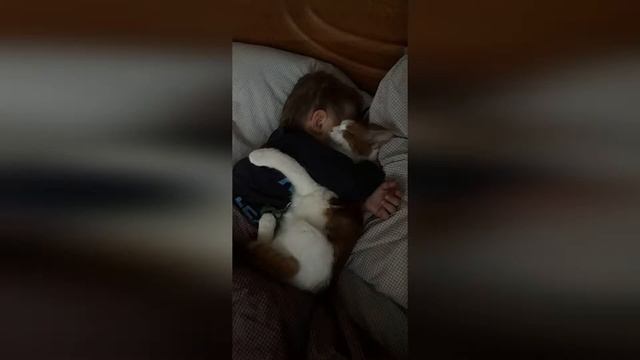 Почему дети любят кошек? Несколько причин любить кошек! смотреть онлайн