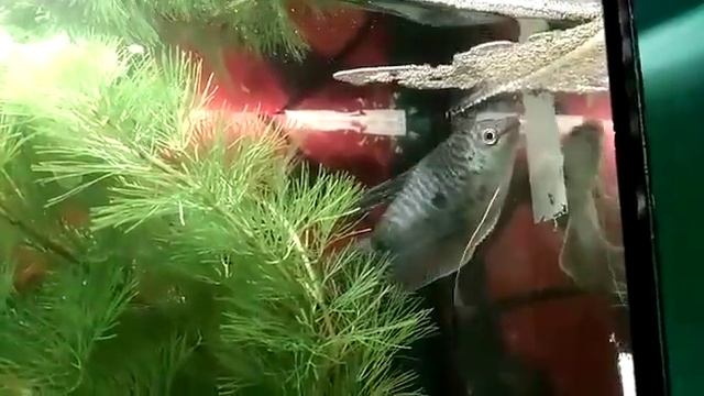 Самец гурами делает гнездо смотреть онлайн