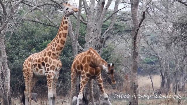 Rothschild Giraffe (Giraffa camelopardalis camelopardis) fighting смотреть онлайн