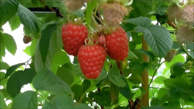 Tadmor Himbeere Deutsch смотреть онлайн