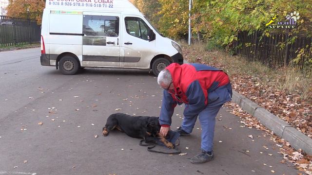Обучение спокойному удержанию игрушки во время паузы в игре, босерон Боц смотреть онлайн