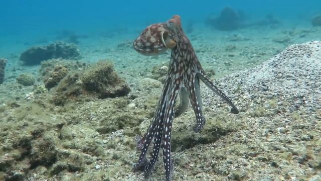 Девушка на камеру показала, как надо есть живого осьминога смотреть онлайн