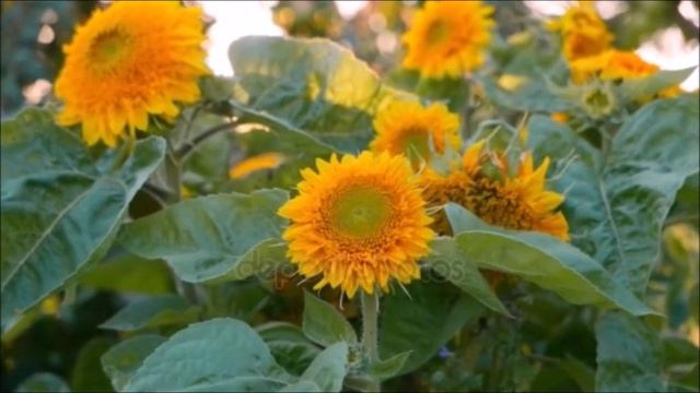 Схожу с ума от поцелуев смотреть онлайн