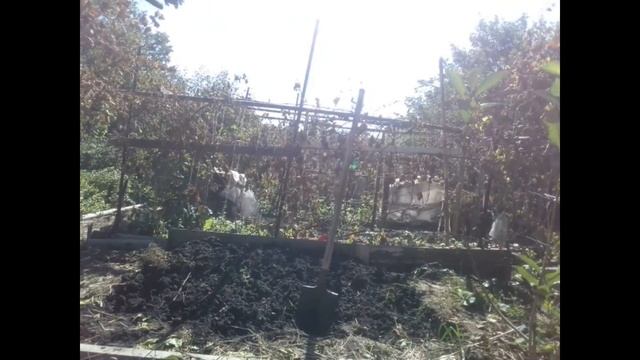 делаю витаминную грядку,моя айва и груши обзор прививок смотреть онлайн