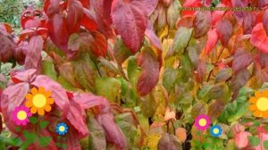 Спирея японская Макрофилла. Краткий обзор, описание характеристик spiraea japonica Macrophylla