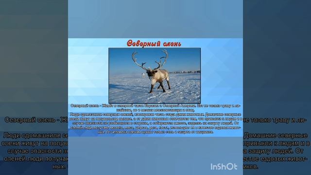 Животные холодных стран ( презентация) смотреть онлайн