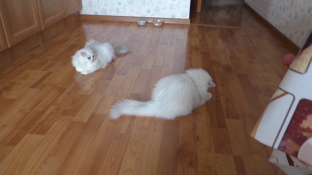 Котята играют с жуком