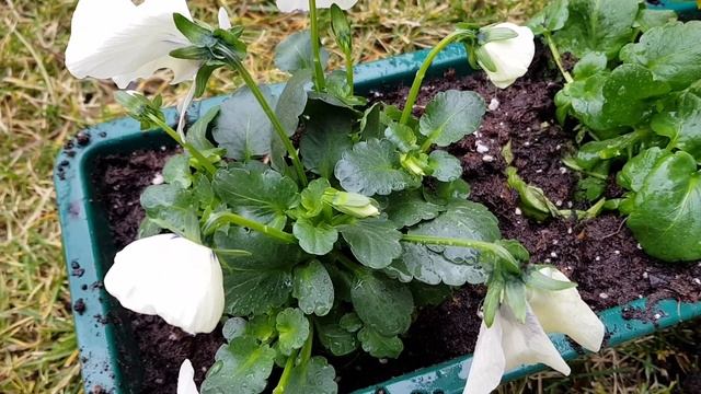 ? Guia COMPLETA para CULTIVAR Pensamientos o VIOLAS • Cuidados Viola wittrockiana смотреть онлайн