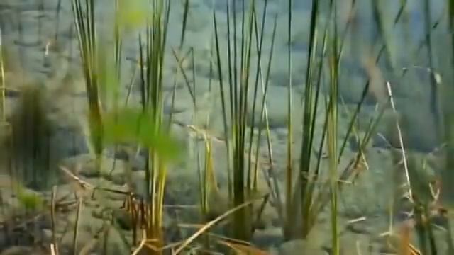 Моя Родина, мой Дагестан смотреть онлайн