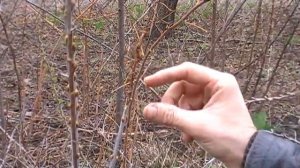 Прививка облепихи ( подвой женск.  , привой мужской)