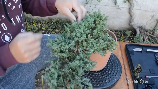 BONSAI VARIETY DESIGN - JUNIPERUS PROCUMBENS NANA (SONARE) смотреть онлайн