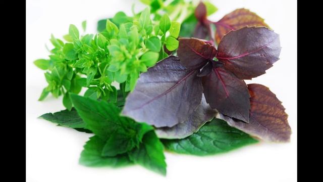 Лечебные свойства и полезные советы