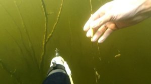 Медуза КРАСПЕДАКУСТА в затопленном лесу.Нижегородская обл.