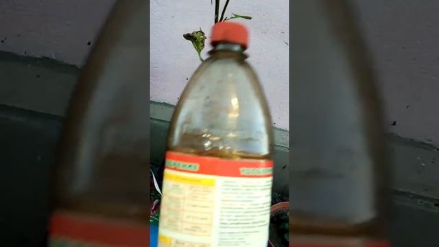 Посадка и уход за магнолией, спасение засыхающей магнолии ЧАСТЬ 1 смотреть онлайн