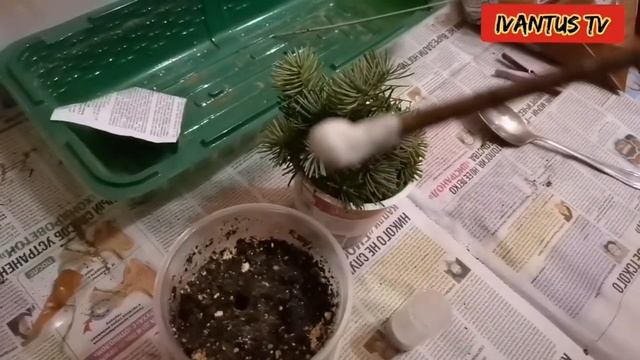 Черенкование пихты зимой смотреть онлайн