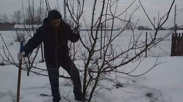 Как повысить урожайность абрикоса Легкий способ смотреть онлайн