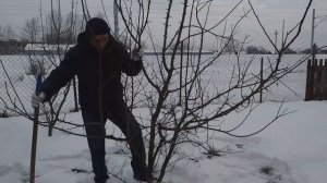 Как повысить урожайность абрикоса Легкий способ