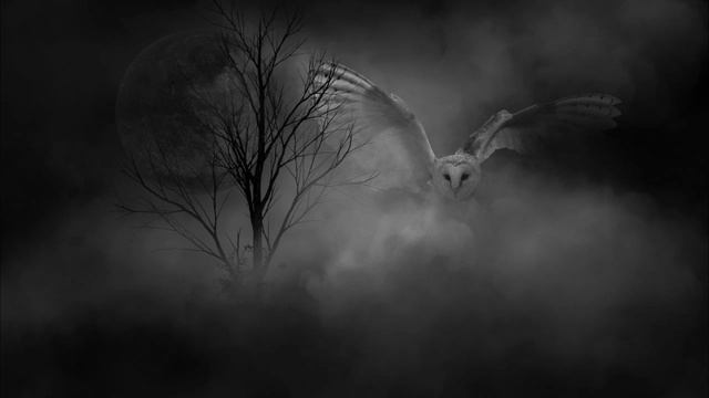 Agnes Obel - Parliament Of Owls