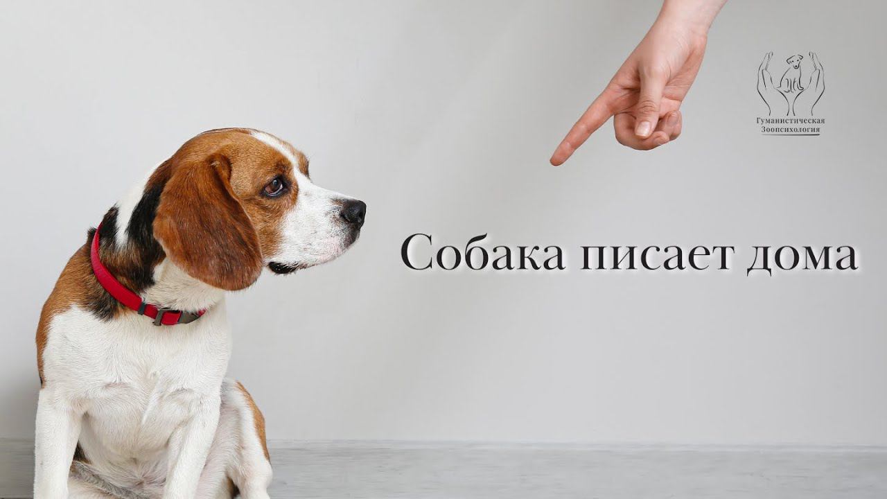 Собака писает дома