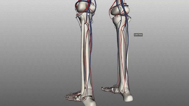 Arteries of the body - PART 2 - Anatomy Tutorial смотреть онлайн