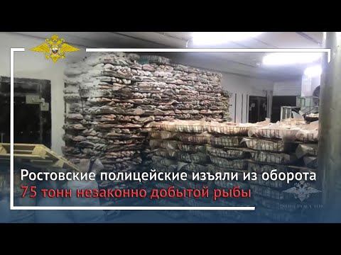 Ирина Волк: Ростовские полицейские изъяли из оборота 75 тонн незаконно добытой рыбы смотреть онлайн