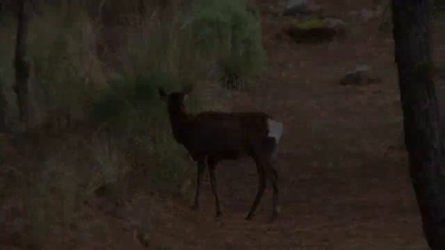 MUFLON HUNT / CAZA DE MUFLON смотреть онлайн