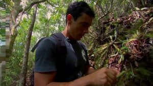 Непентес - плотоядный цветок хищник