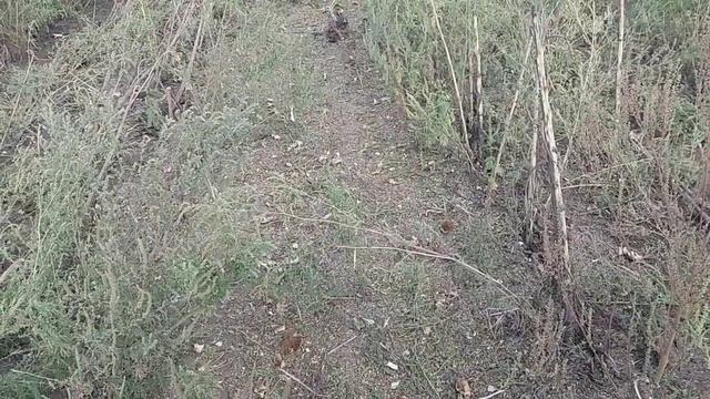 Косим грязный подсолнух, как жатка справляется с амброзией!! смотреть онлайн
