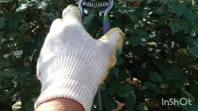 Обрезка-?Розы сами подсказывают, что с ними делать☺?... Как я борюсь с трипсом?? смотреть онлайн