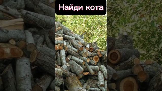Найди кота смотреть онлайн