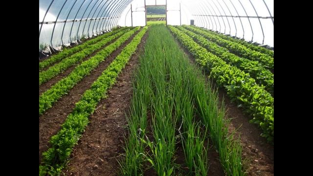 Как выращивать зелень в теплице круглый год смотреть онлайн