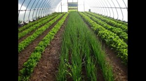 Как выращивать зелень в теплице круглый год