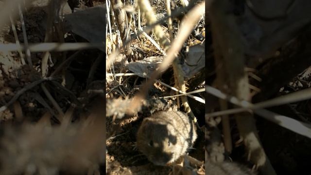 Полевая мышь смотреть онлайн