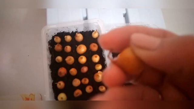 Луковый огород на подоконнике смотреть онлайн