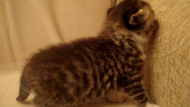 Шотландский котенок! Вискасный котенок. MOV08893 смотреть онлайн