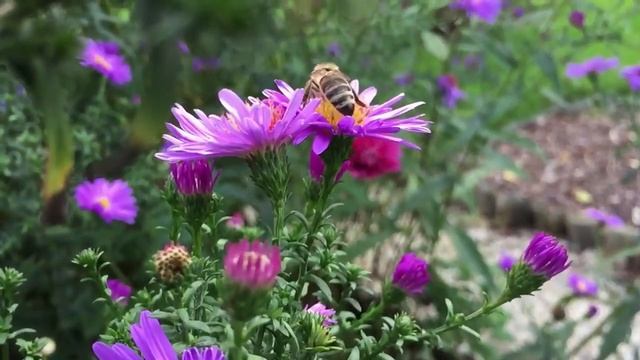 Стихи Джордж Арнольд "Сентябрь" смотреть онлайн