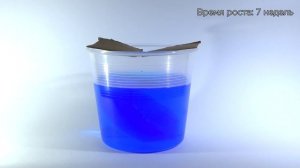 Кристалл из медного купороса.