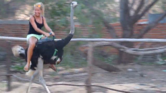 Ostrich Riding_ Mui Ne, Vietnam