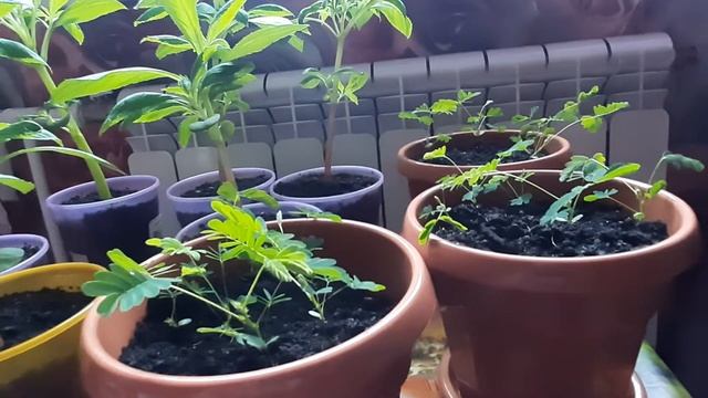 ЭДЕМСКИЙ САД ДОМА смотреть онлайн