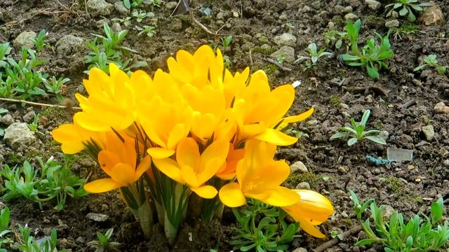 Первоцветы:морозник восточный, пролески, крокусы и пчелы! смотреть онлайн