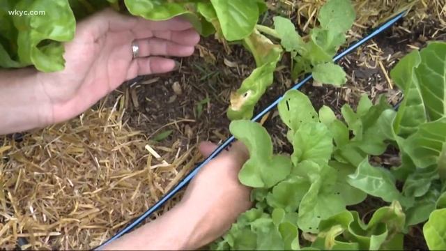 Upping your garden game: Doug Trattner shares his tips смотреть онлайн