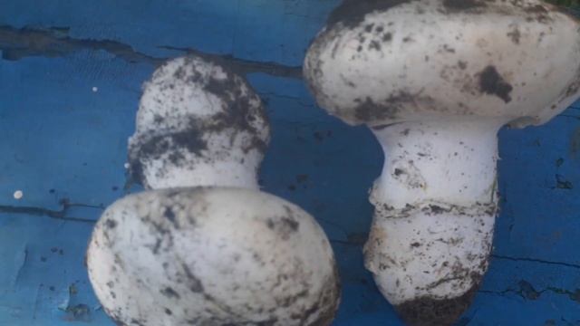 #64 Как отличить настоящие шампиньоны от ложных смотреть онлайн