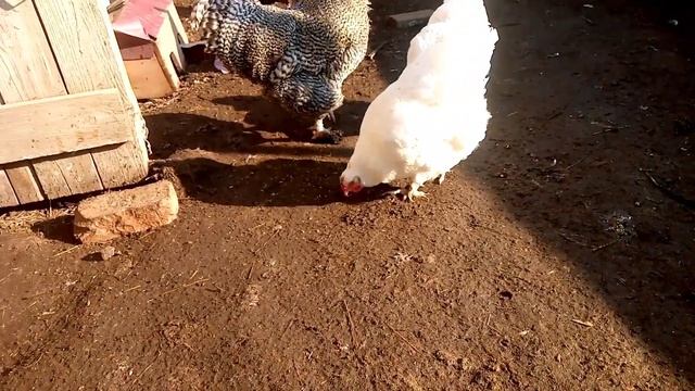 Цыплята мехеленской кукушки и их родители ???? смотреть онлайн